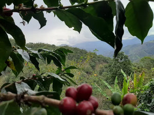 Ecuador - Los Romerillos / Omni Roast