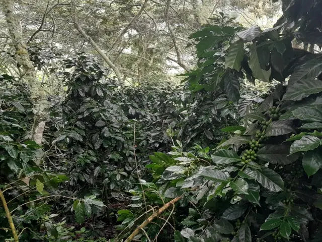 Peru - Espiritu Wari / Omni Roast