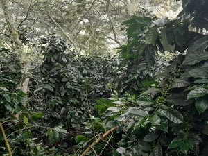 Peru - Espiritu Wari / Omni Roast