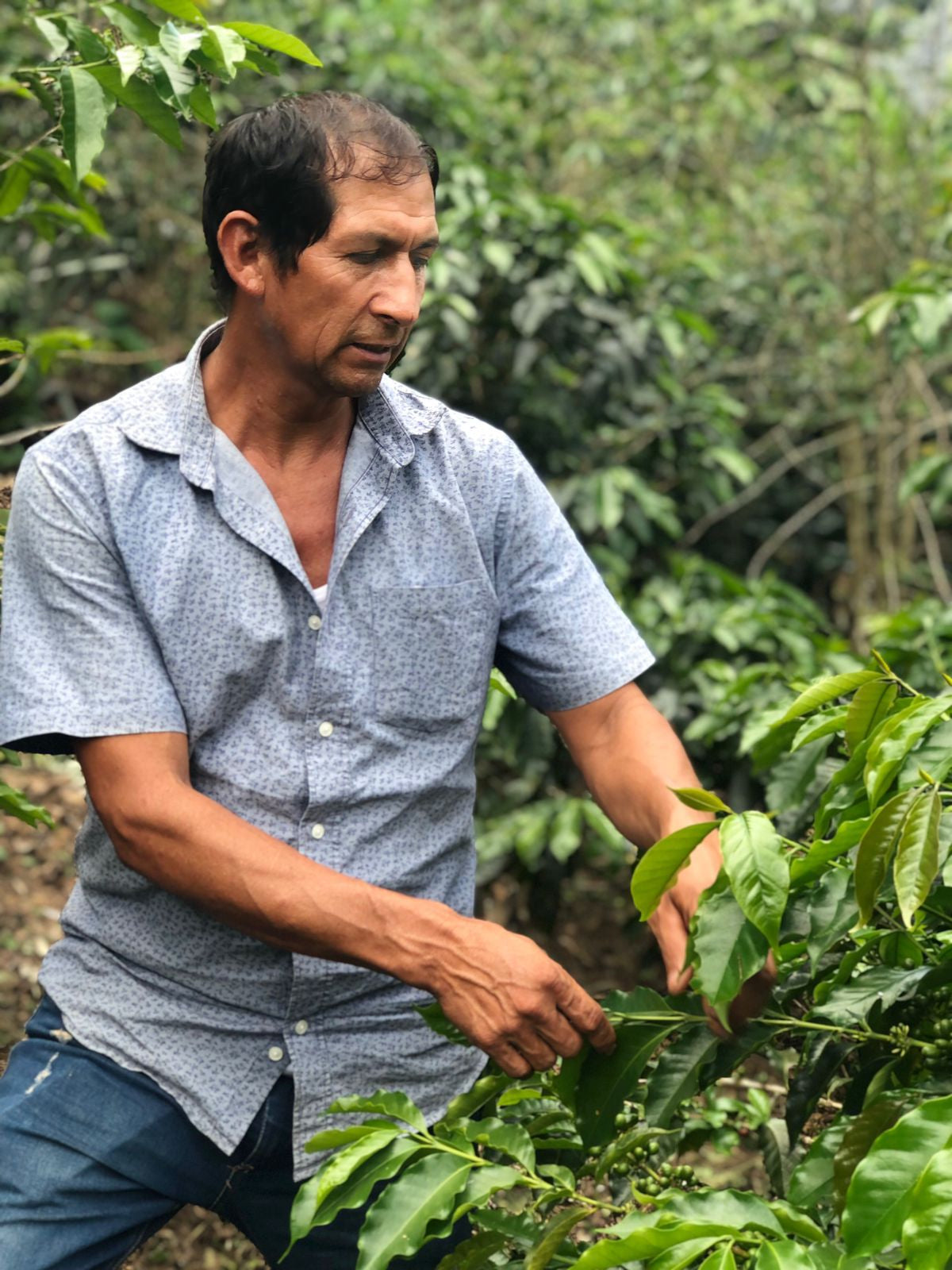 Peru Gesha - Elver Ruiz / Omni Roast