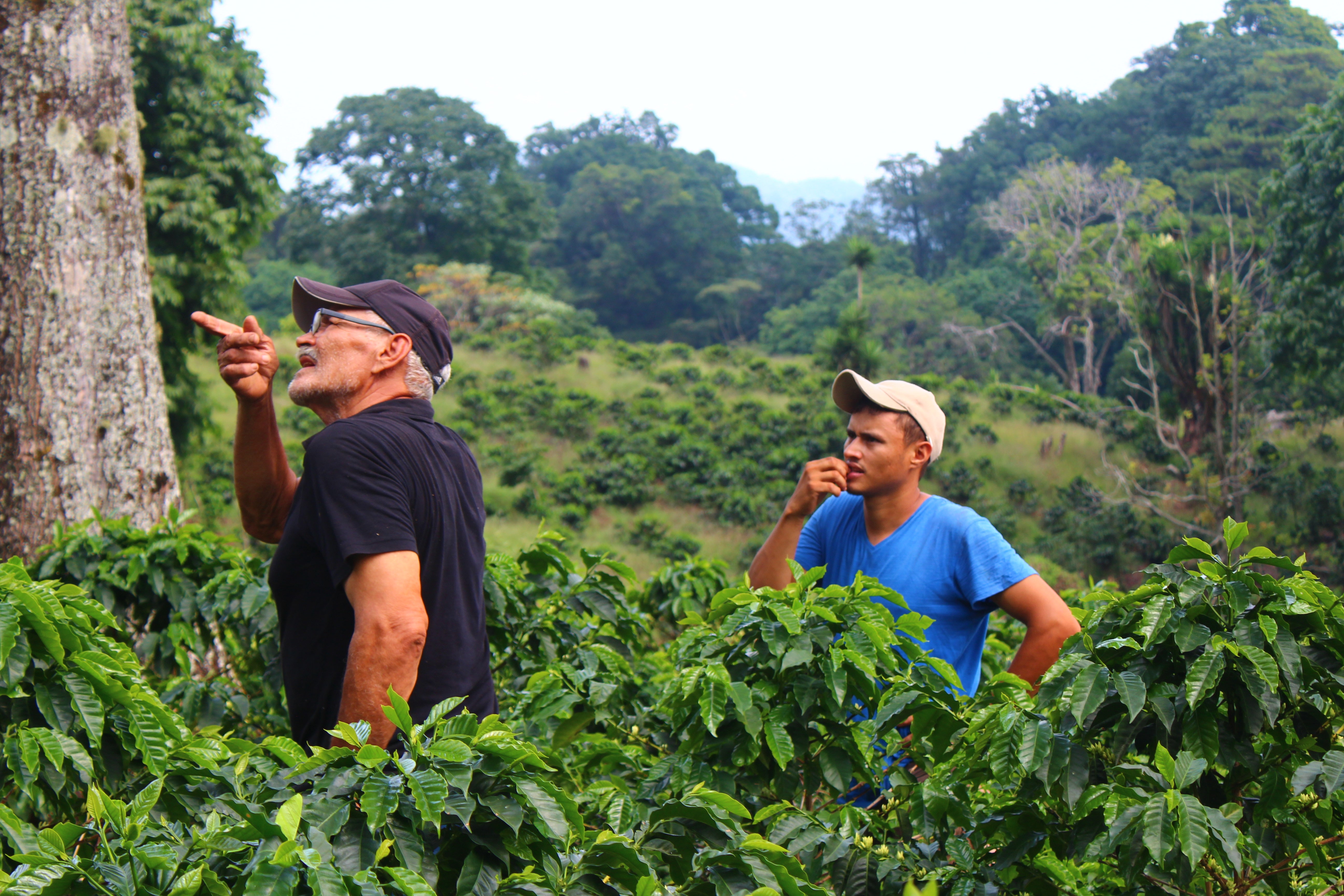 Honduras - Jose Andres Castillo Mejia / Omni Roast
