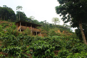 Honduras - Jose Andres Castillo Mejia / Omni Roast