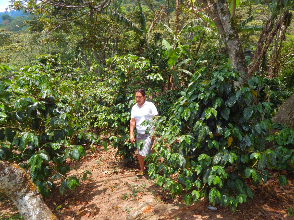 Nicaragua - Rosa Marina Lopez / Omni Roast