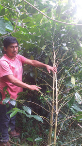 Peru -Ruther Quispe Gesha / Omni Roast