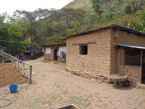 Peru -Ruther Quispe Gesha / Omni Roast