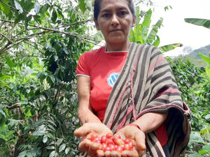 Ecuador - Los Romerillos / Omni Roast